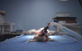 Animals Under Anaesthesia